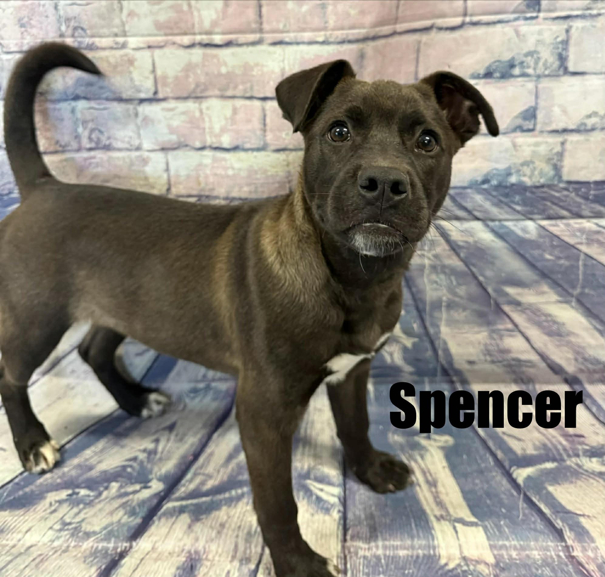 Spencer, ADOPTABLE, Puppy Male Labrador Retriever & Boxer.