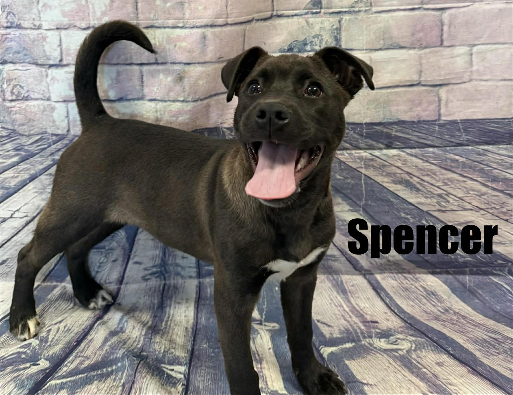 Enlarge Spencer, a ADOPTABLE mixed breed in Quincy, MI image 2/3