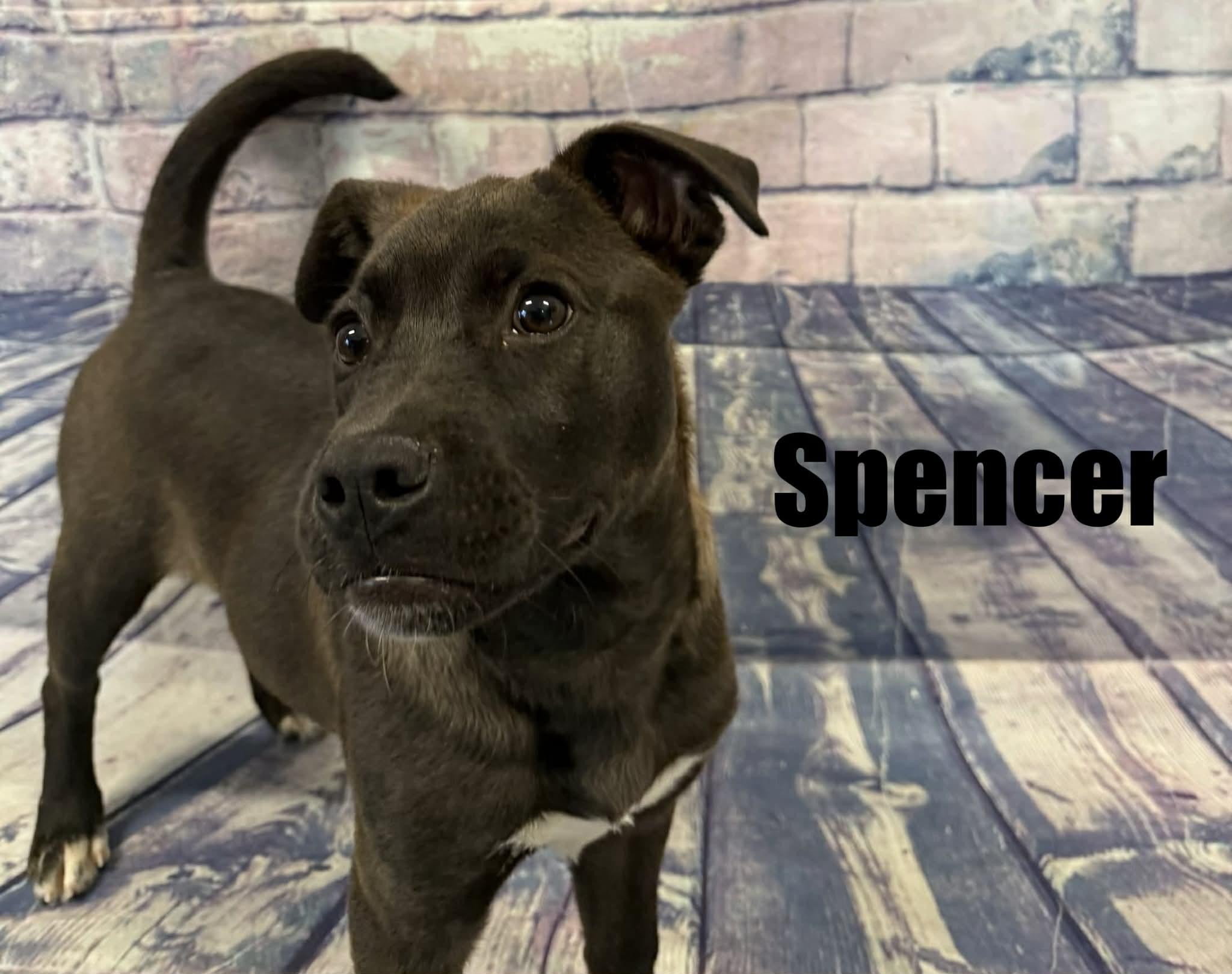 Enlarge Spencer, a ADOPTABLE mixed breed in Quincy, MI image 3/3