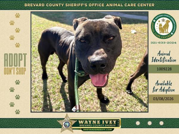 Hoss, Adoptable, Adult Male Mixed Breed.