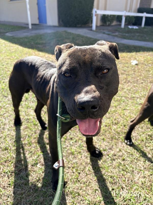 Enlarge Hoss, a Adoptable mixed breed in Melbourne, FL image 2/2