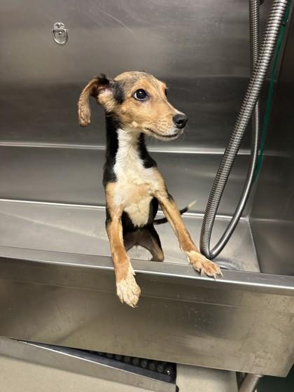 Stink Bug, Adoptable, Puppy Female Hound & Mixed Breed.