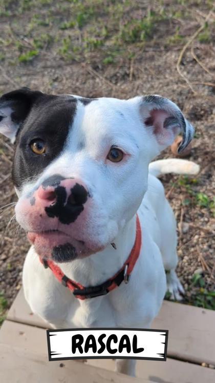 Rascal, Adoptable, Young Male Pit Bull Terrier & American Bulldog.