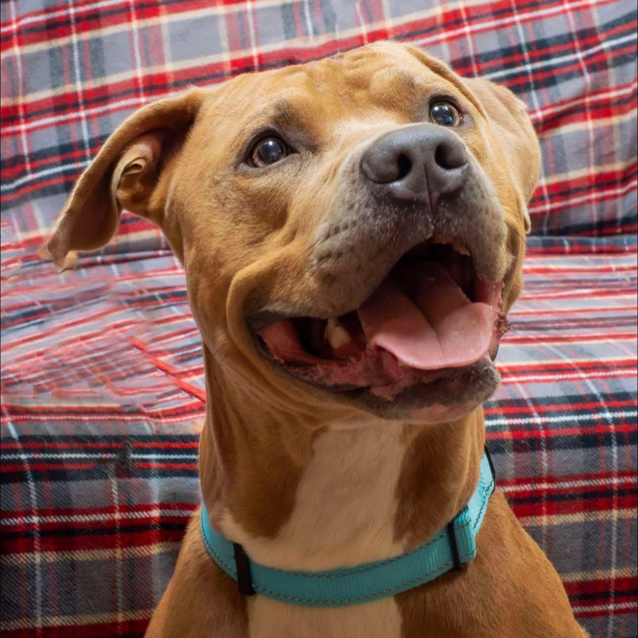 Enlarge Indy, a ADOPTABLE mixed breed in Washington, PA image 3/5