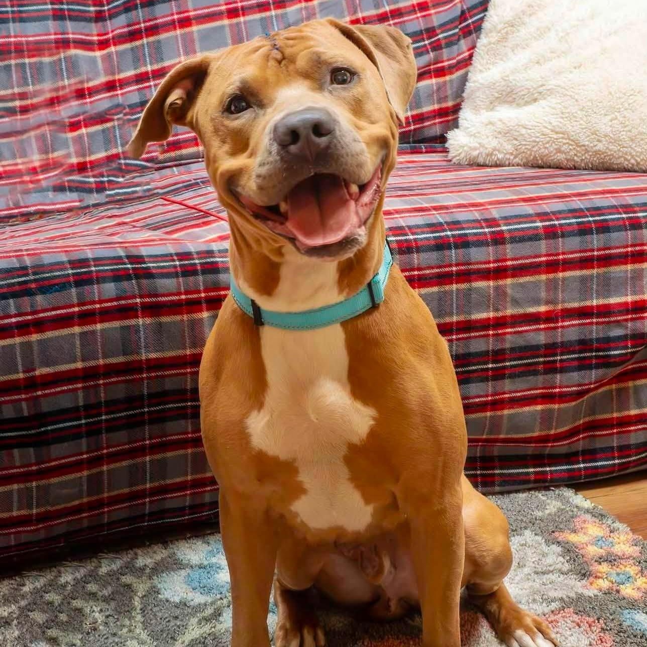 Enlarge Indy, a ADOPTABLE mixed breed in Washington, PA image 1/5