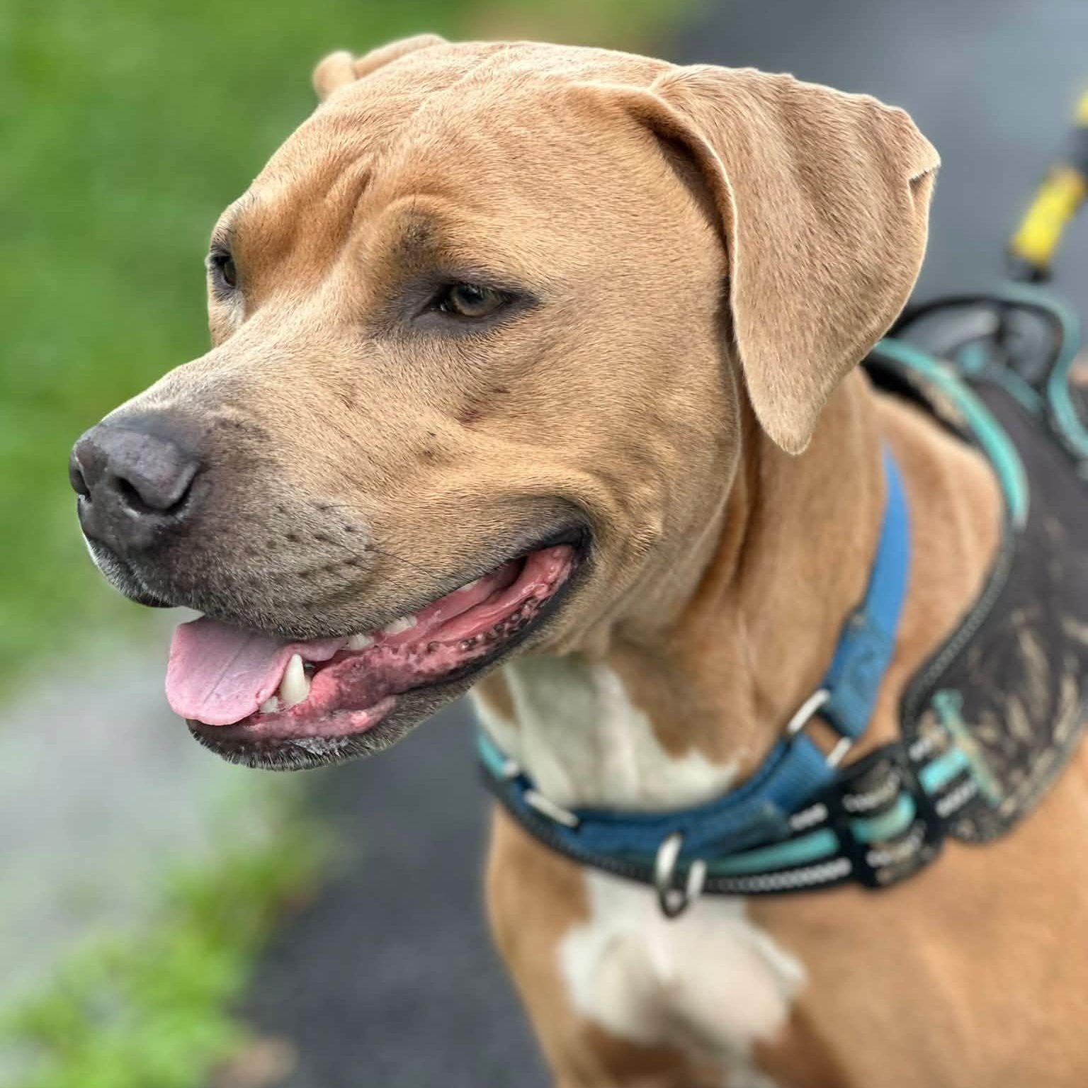 Enlarge Indy, a Adoptable mixed breed in Washington, PA image 4/6
