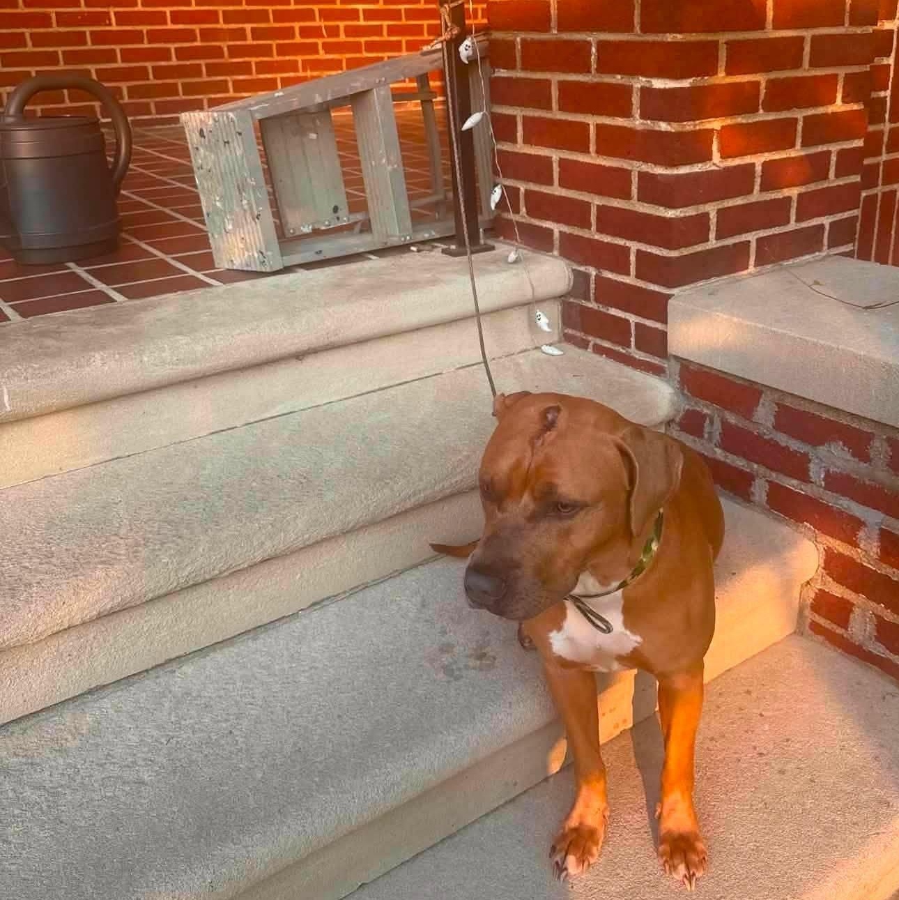 Enlarge Indy, a ADOPTABLE mixed breed in Washington, PA image 5/5