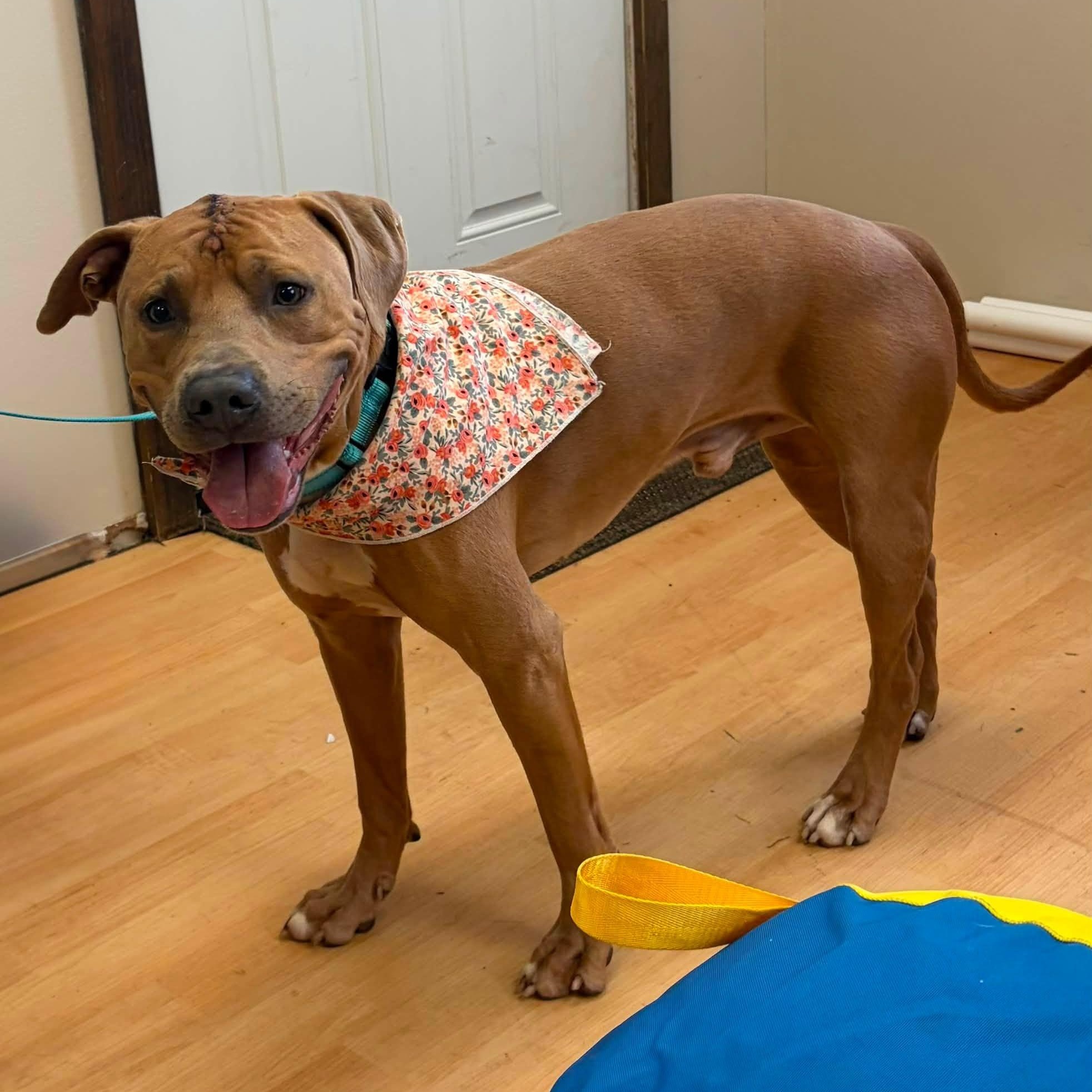 Enlarge Indy, a ADOPTABLE mixed breed in Washington, PA image 2/5