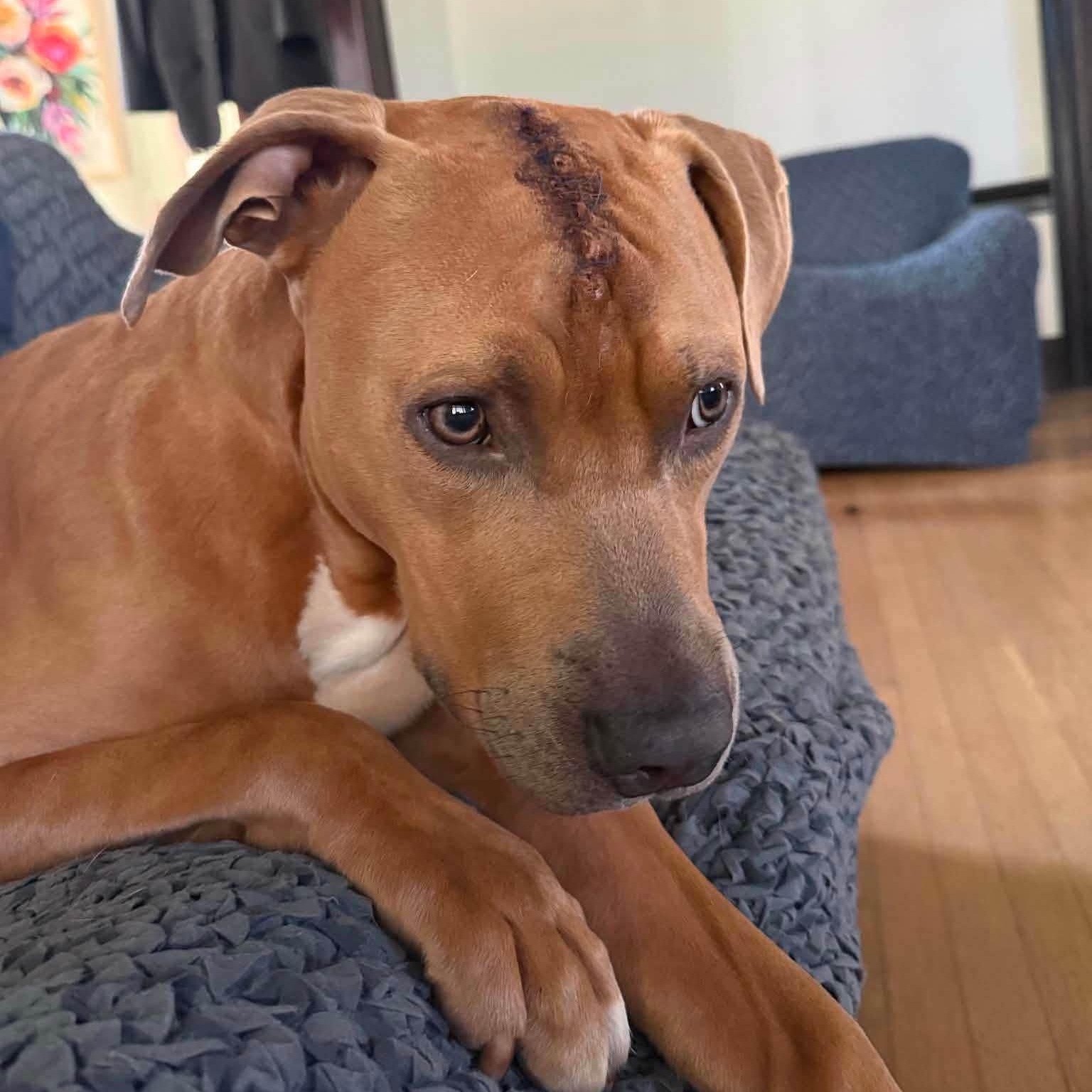 Enlarge Indy, a ADOPTABLE mixed breed in Washington, PA image 4/5