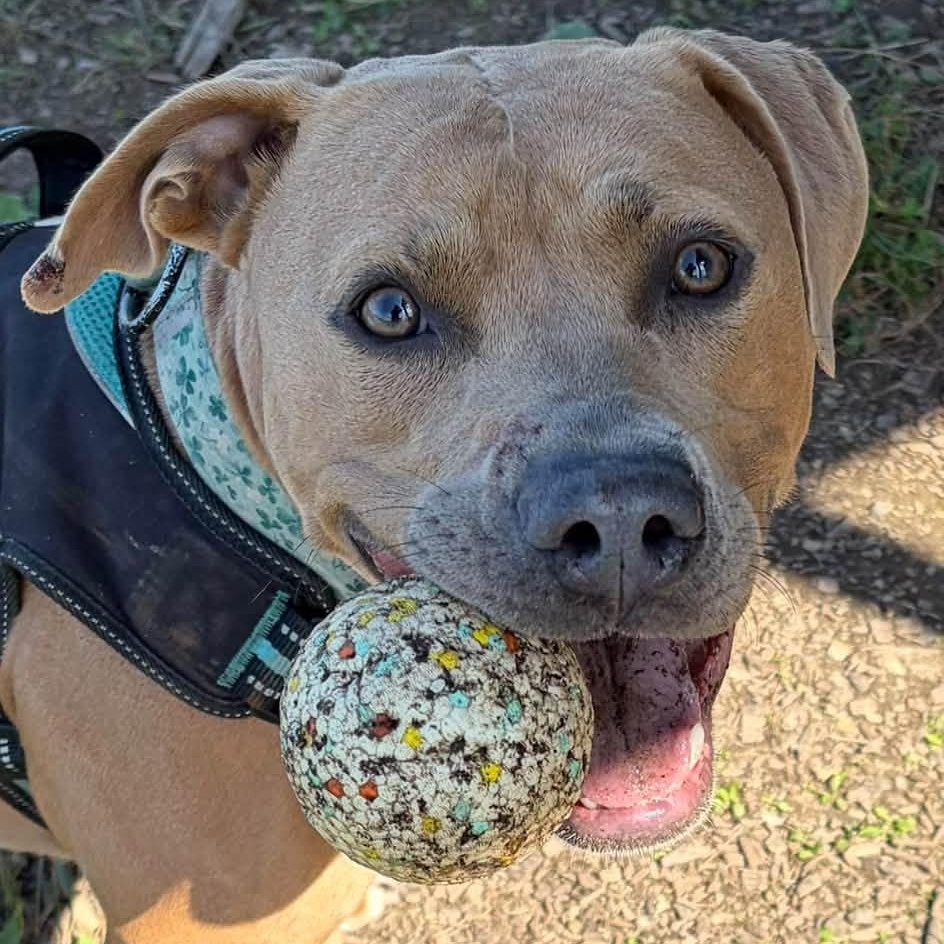 Enlarge Indy, a Adoptable mixed breed in Washington, PA image 2/6