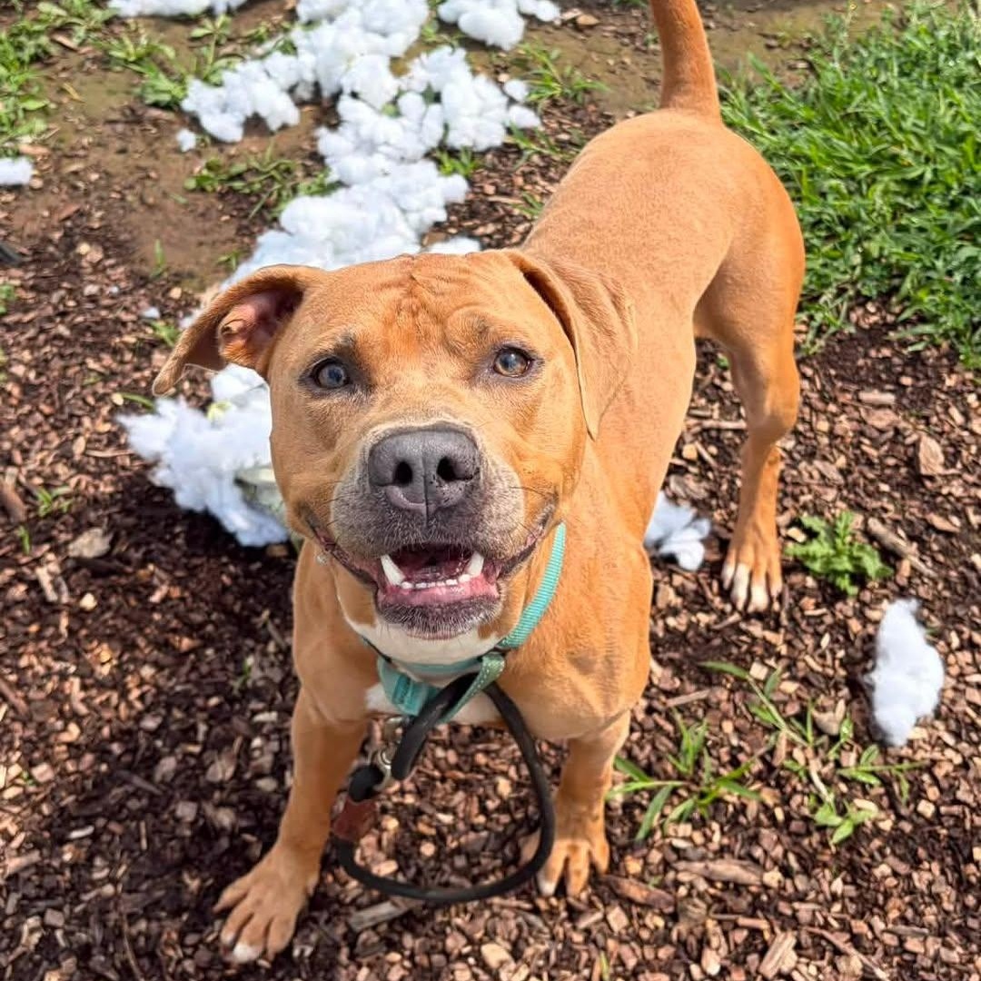 Enlarge Indy, a ADOPTABLE mixed breed in Washington, PA image 3/6