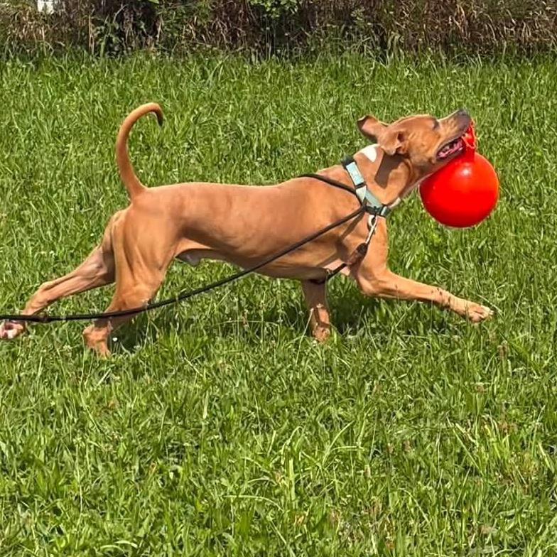 Enlarge Indy, a ADOPTABLE mixed breed in Washington, PA image 2/6