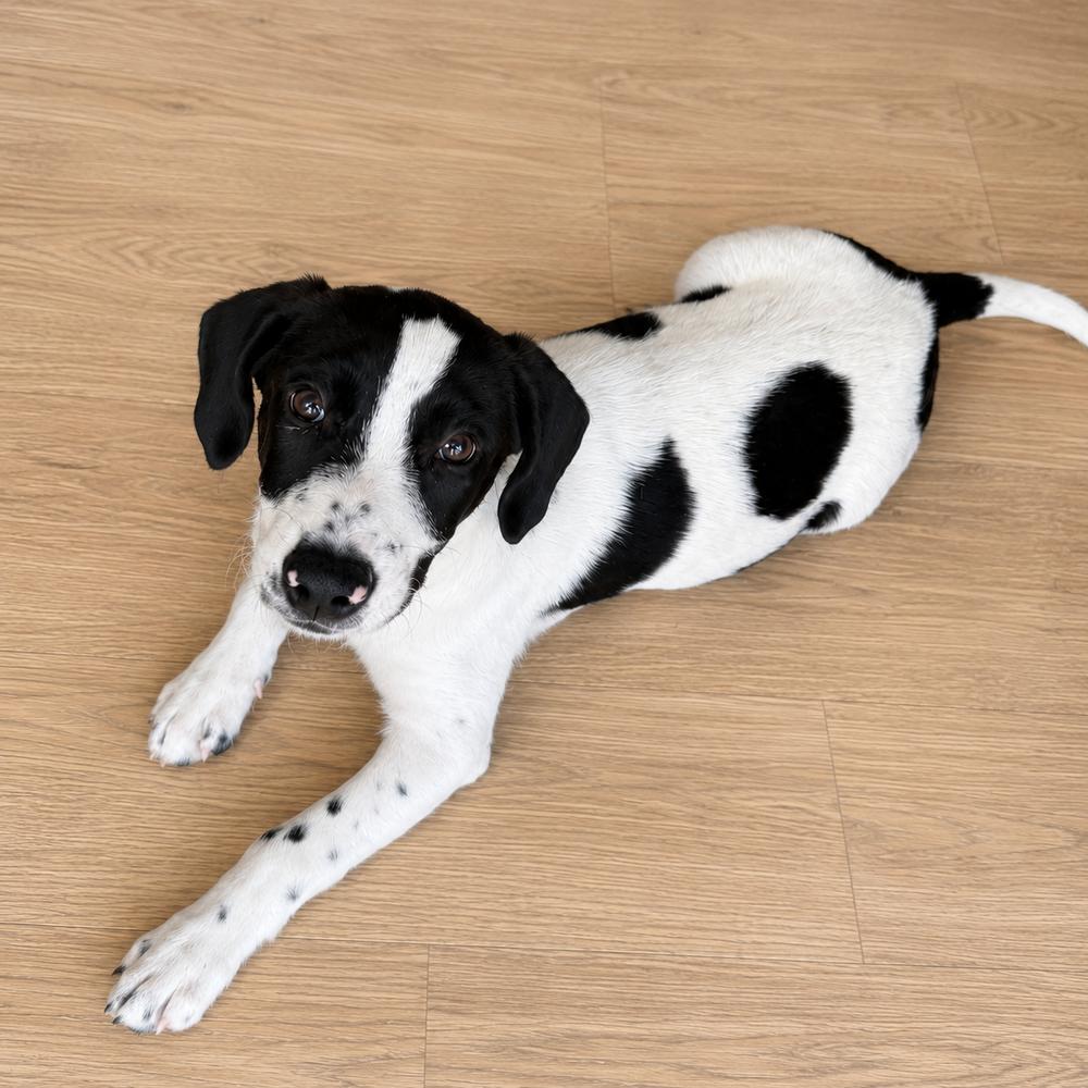 Stella ⛰️, Adoptable, Puppy Female Labrador Retriever.