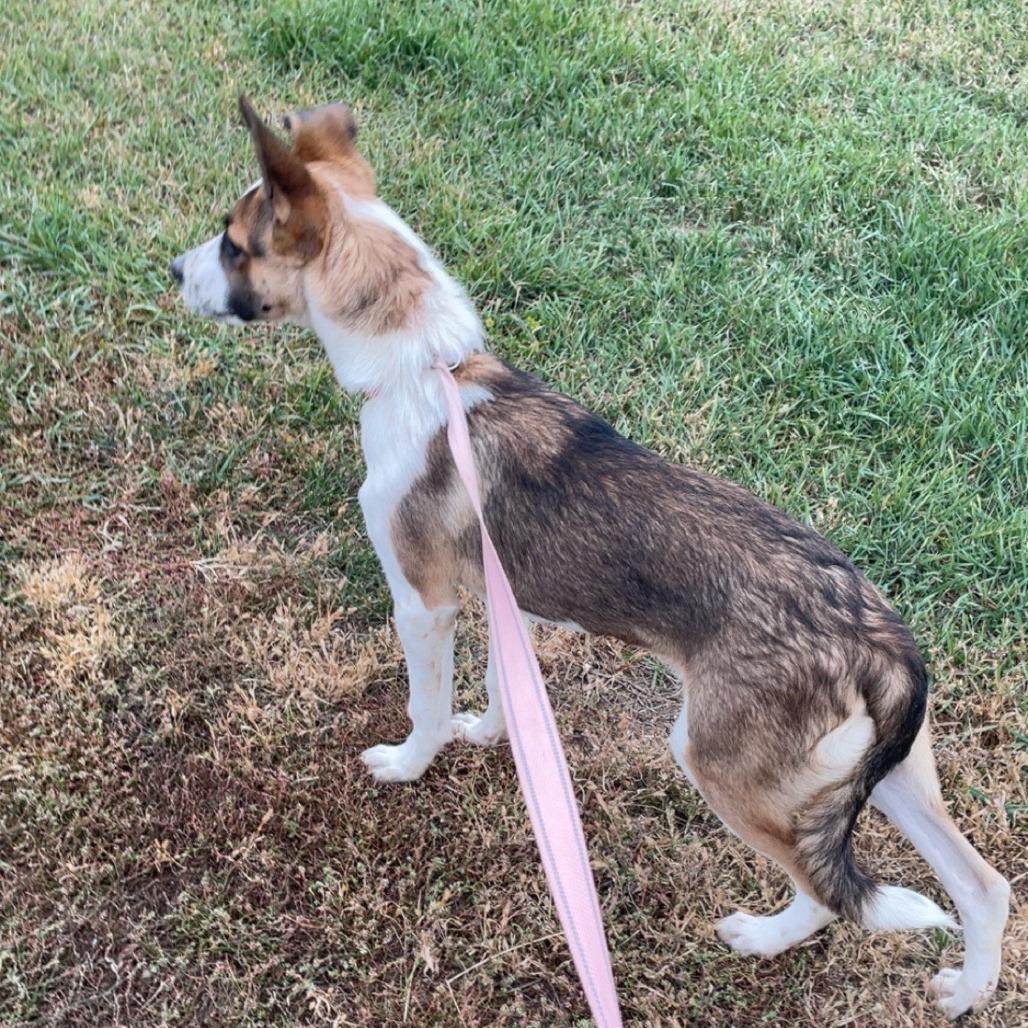HEY DUDE 25-82, Adoptable, Young Male Border Collie.
