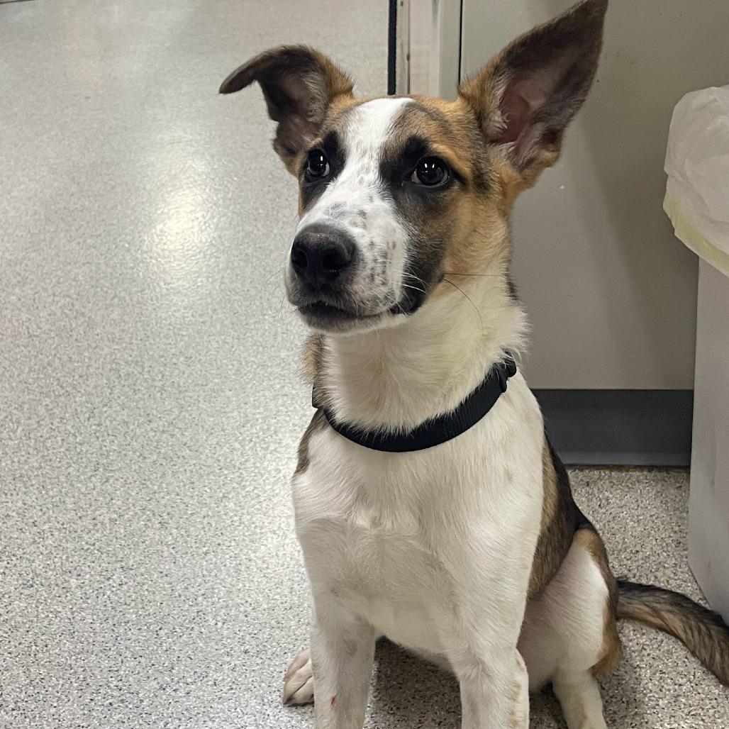 HEY DUDE 25-82, a Adoptable Border Collie in Bottineau, ND image 2/2