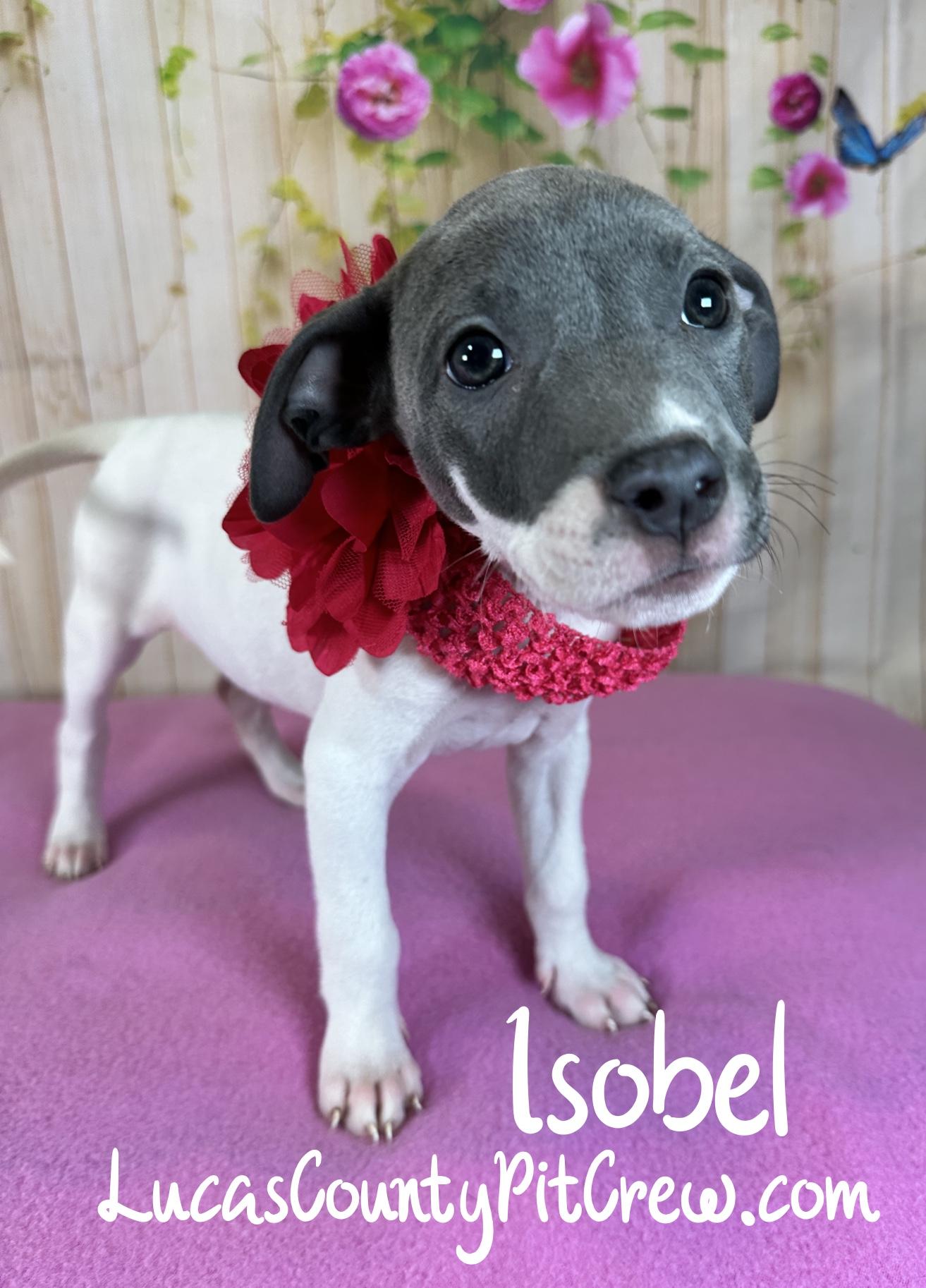 Isobel