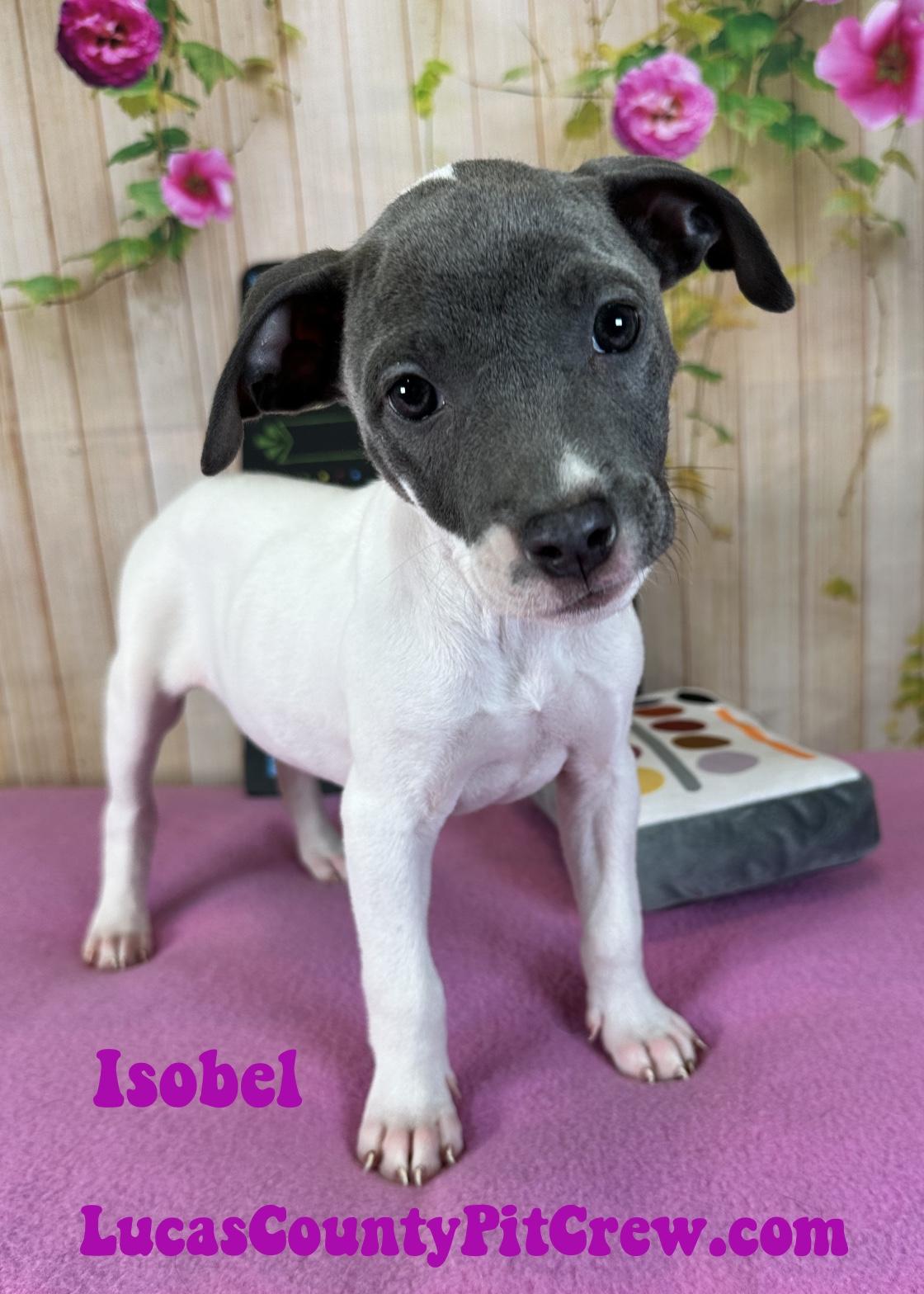 Isobel