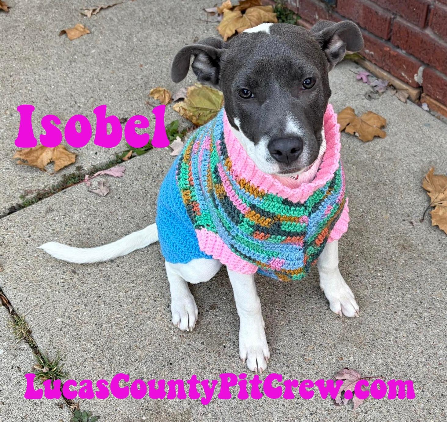 Enlarge Isobel, an adopted mixed breed in Toledo, OH image 1/1