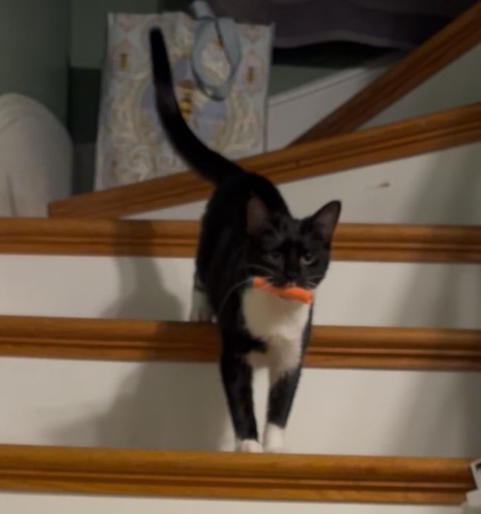 Enlarge Squeak, a ADOPTABLE Domestic Short Hair in Melrose, MA image 1/6