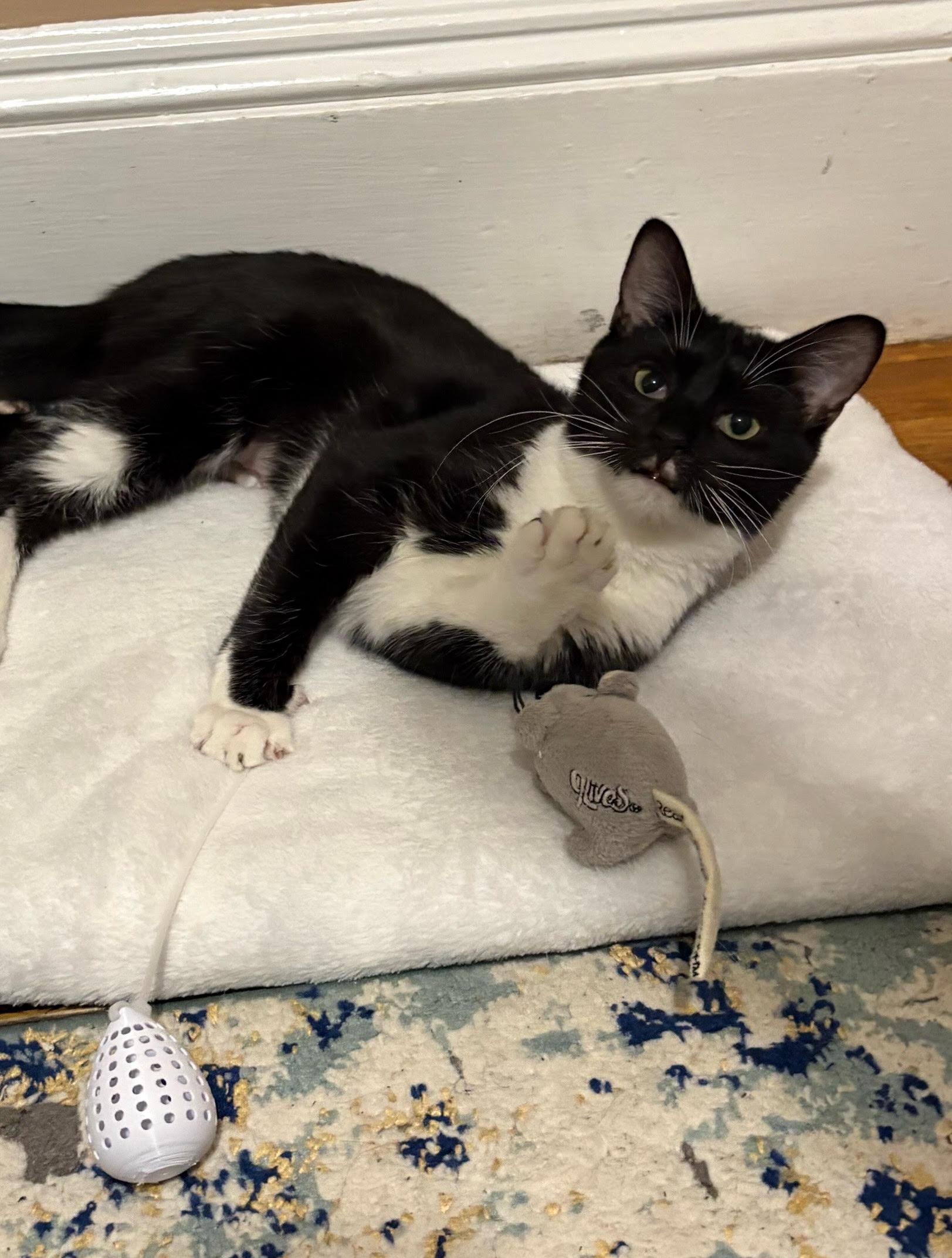 Enlarge Squeak, a ADOPTABLE Domestic Short Hair in Melrose, MA image 4/6