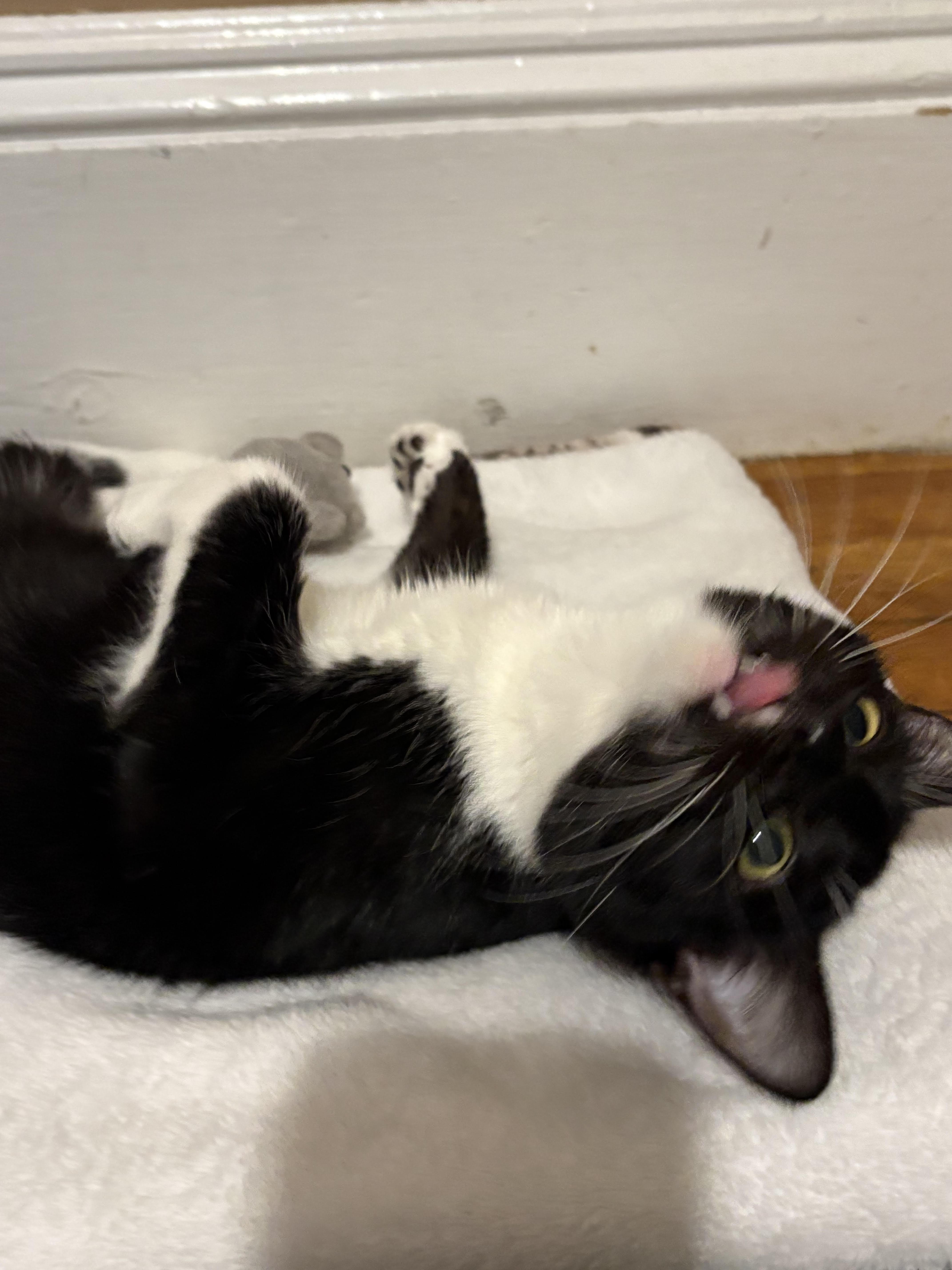 Enlarge Squeak, a ADOPTABLE Domestic Short Hair in Melrose, MA image 5/6
