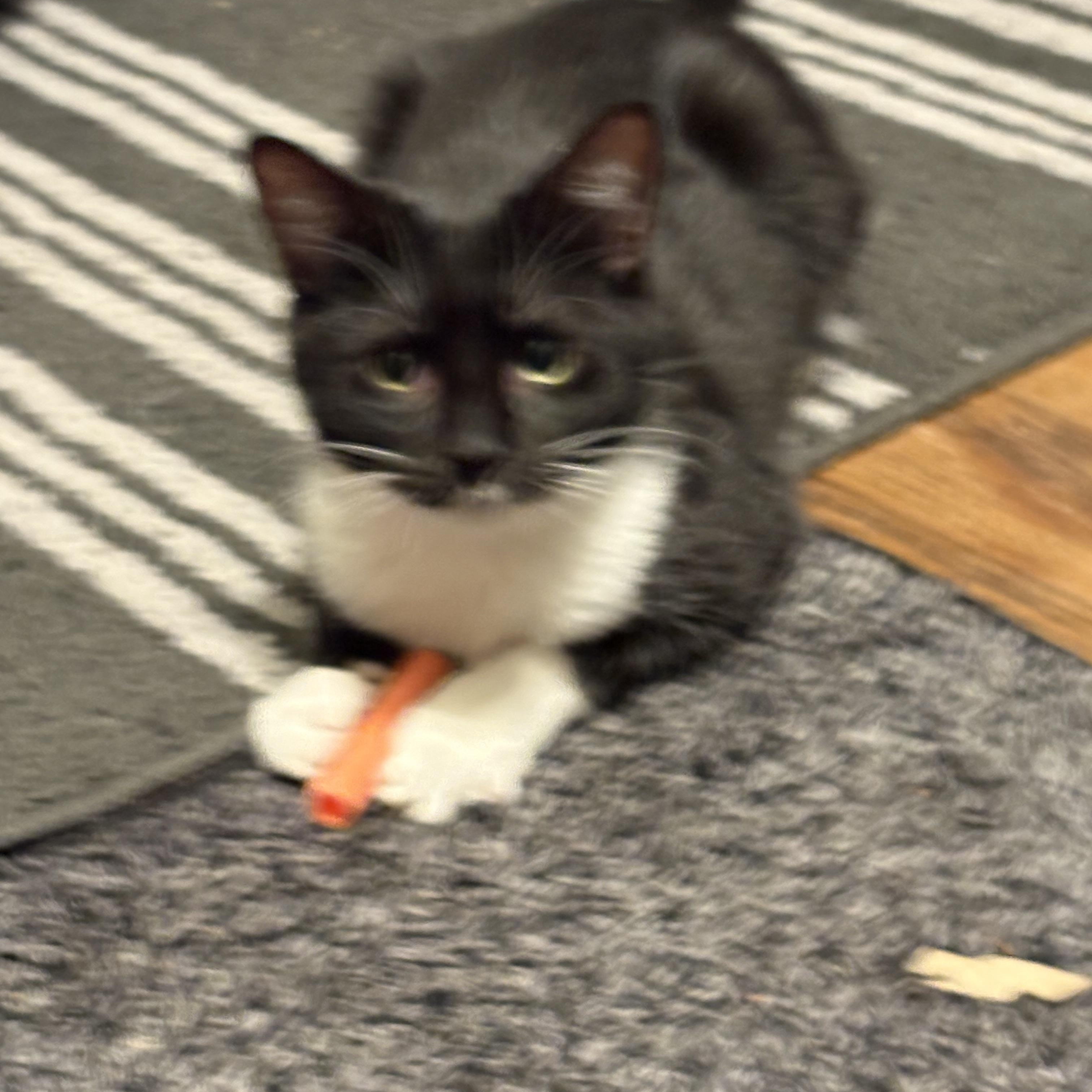 Enlarge Squeak, a ADOPTABLE Domestic Short Hair in Melrose, MA image 3/6