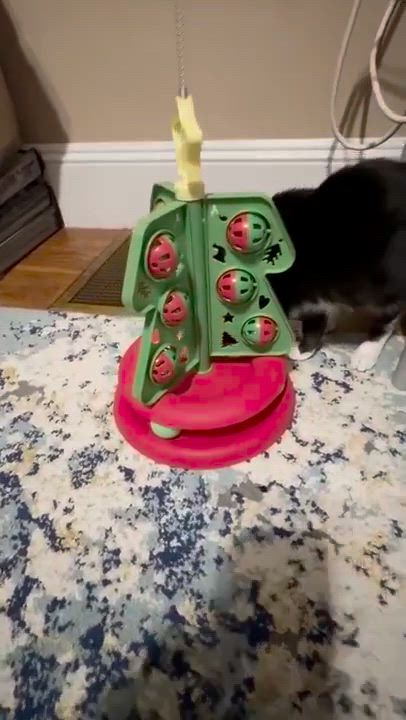 Enlarge Squeak, a ADOPTABLE Domestic Short Hair in Melrose, MA video 6/6