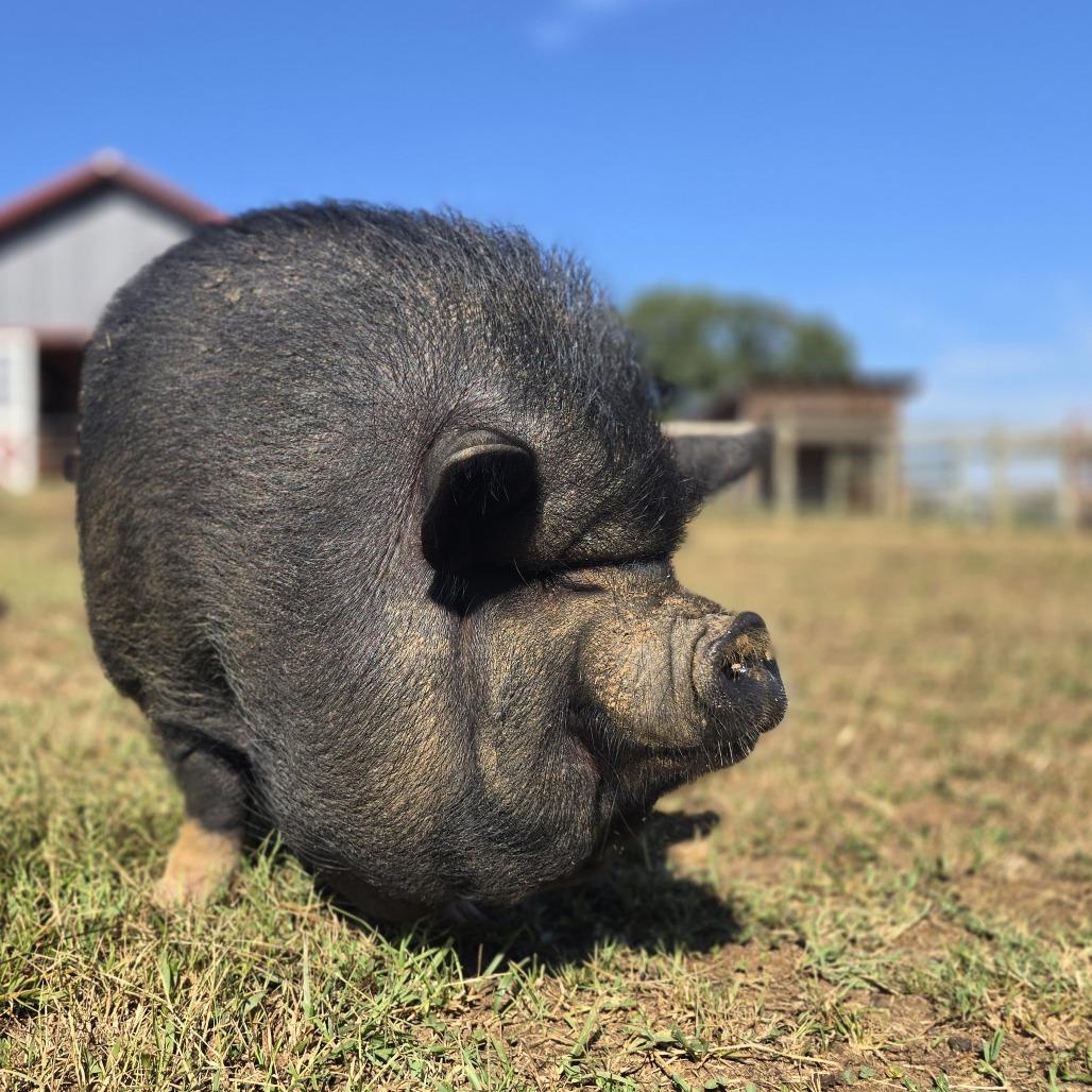 Enlarge Penny, a Adoptable Pig in Stokesdale, NC image 2/2