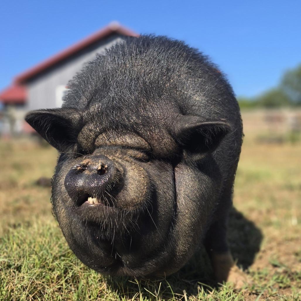 Penny, ADOPTABLE, Adult Female Pig.