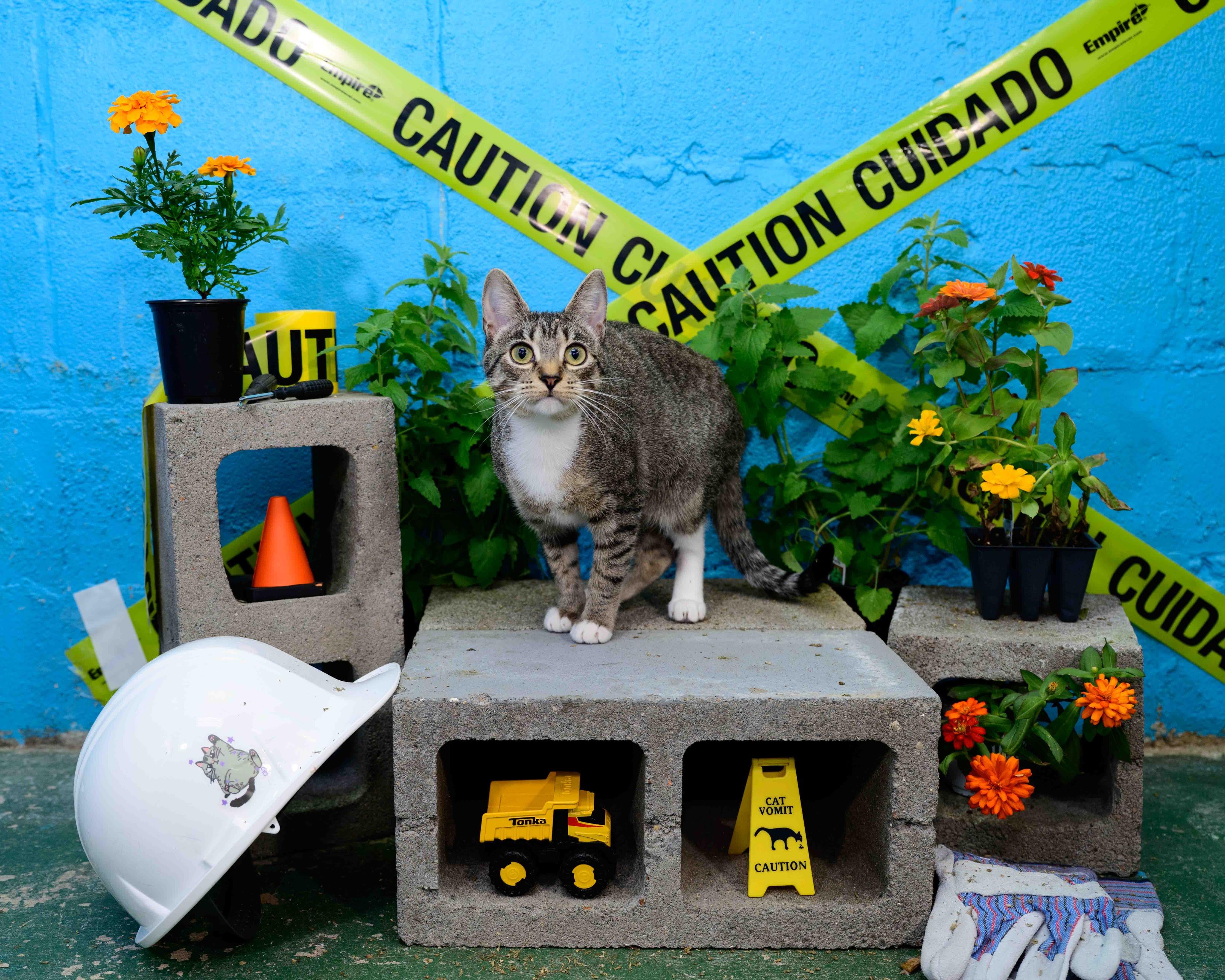 Enlarge Sophie, an adopted Domestic Short Hair in Jefferson, LA image 2/2