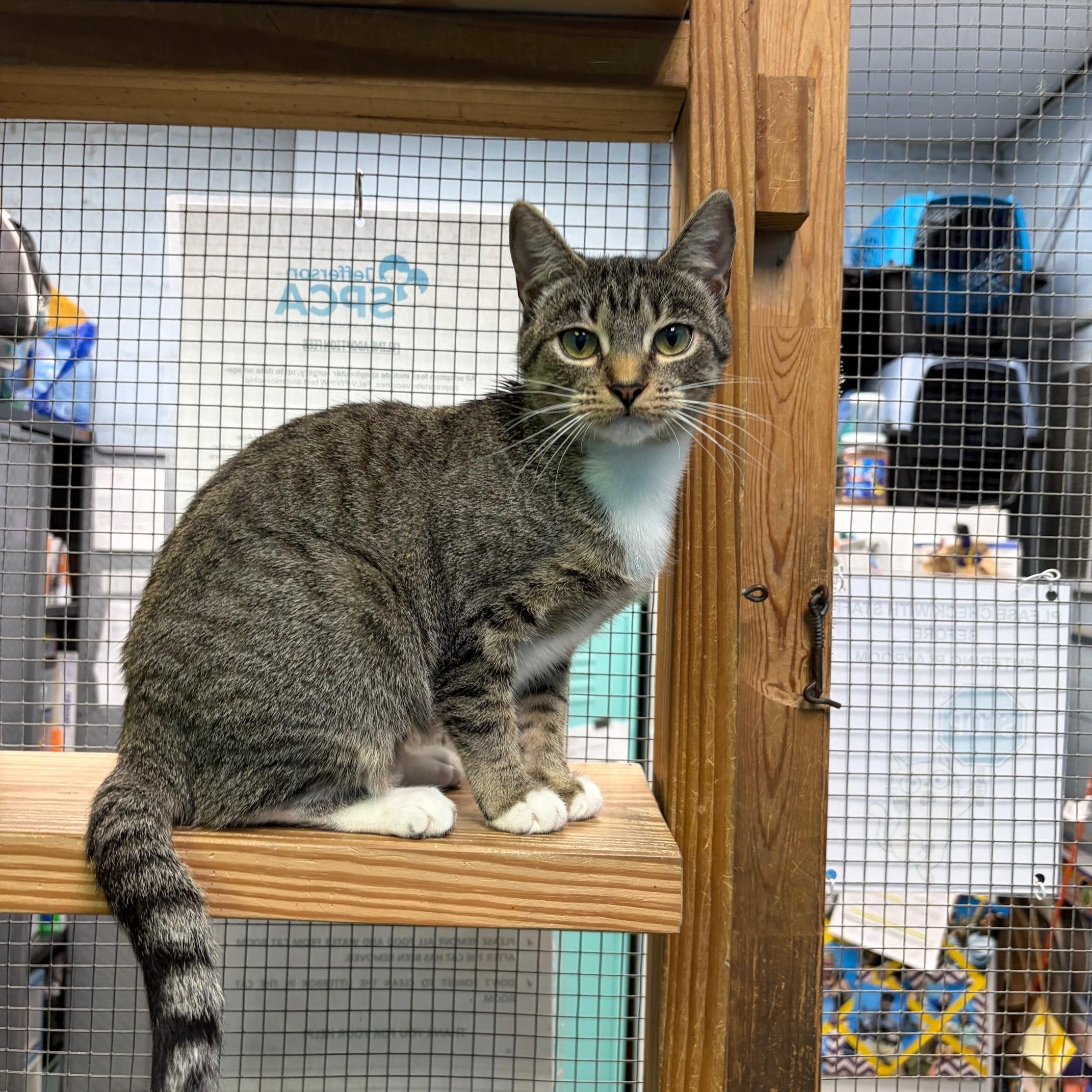 Enlarge Sophie, an adopted Domestic Short Hair in Jefferson, LA image 1/2