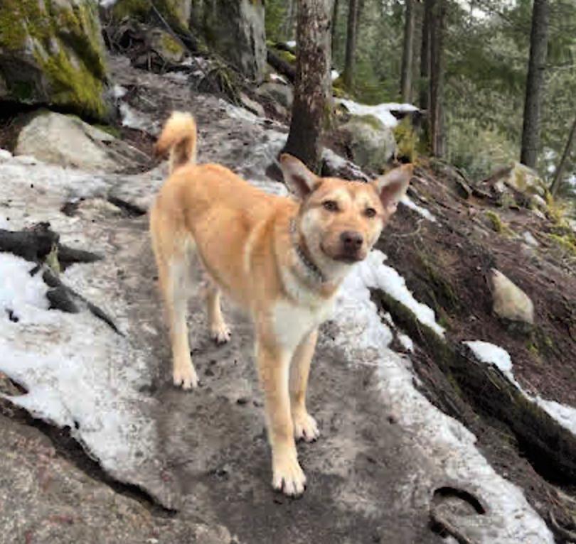 Enlarge Molly, a ADOPTABLE mixed breed in Calgary, AB image 3/6