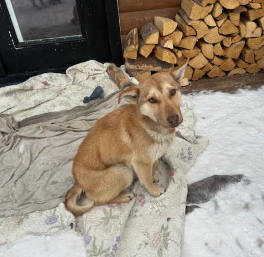 Enlarge Molly, a ADOPTABLE mixed breed in Calgary, AB image 6/6