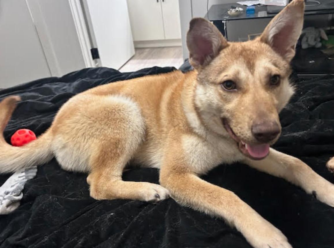 Enlarge Molly, a ADOPTABLE mixed breed in Calgary, AB image 4/6