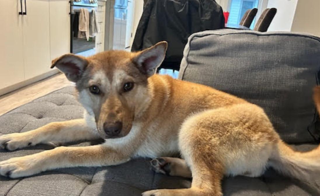 Enlarge Molly, a ADOPTABLE mixed breed in Calgary, AB image 5/6