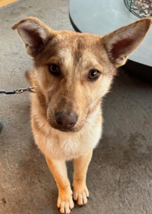 Molly, ADOPTABLE, Young Female Husky.