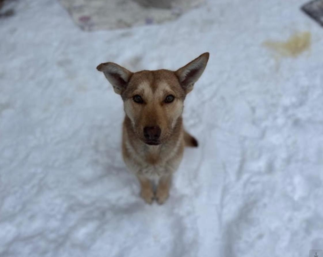 Enlarge Molly, a ADOPTABLE mixed breed in Calgary, AB image 2/6