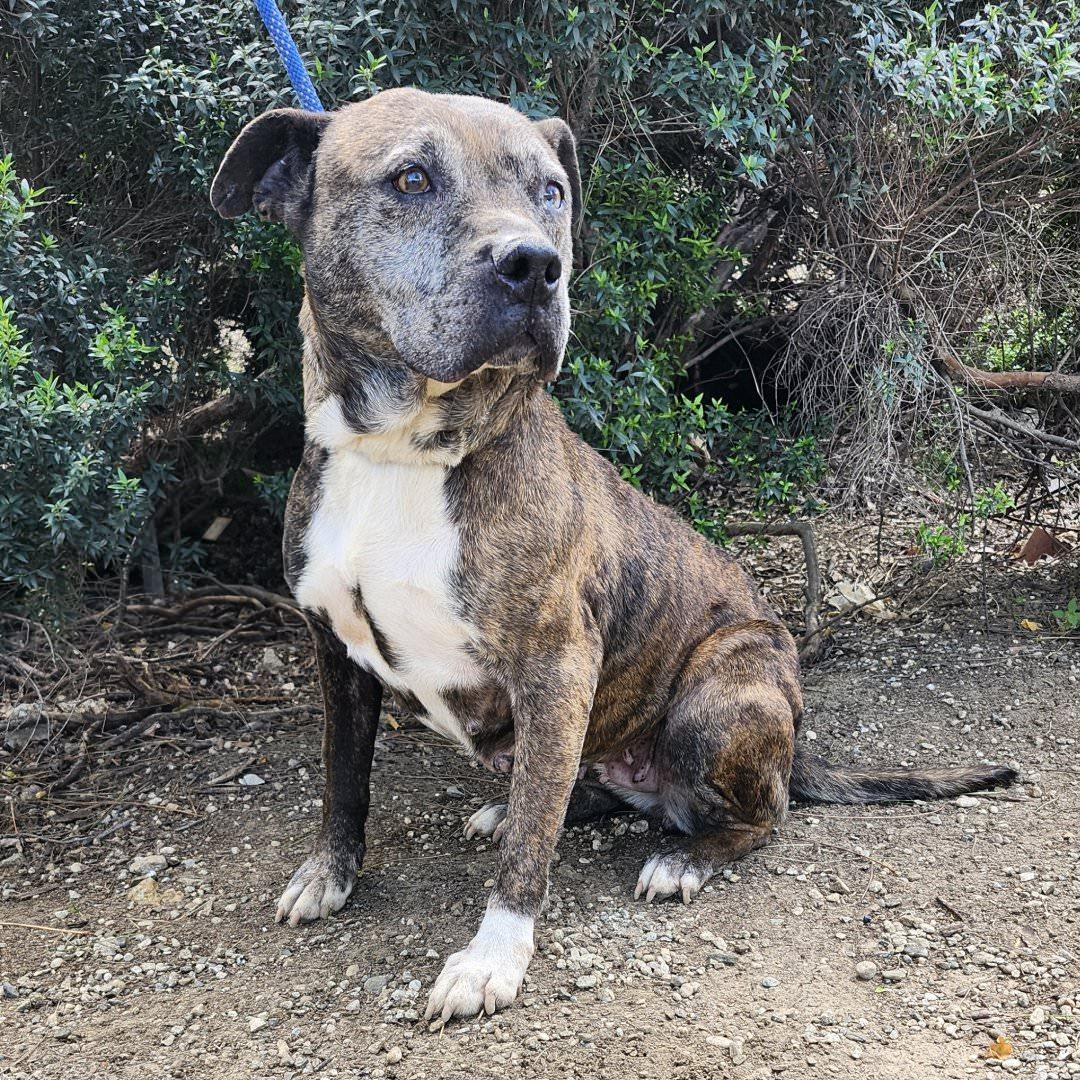 Enlarge Hermione, a ADOPTABLE Pit Bull Terrier in Burbank, CA image 3/6