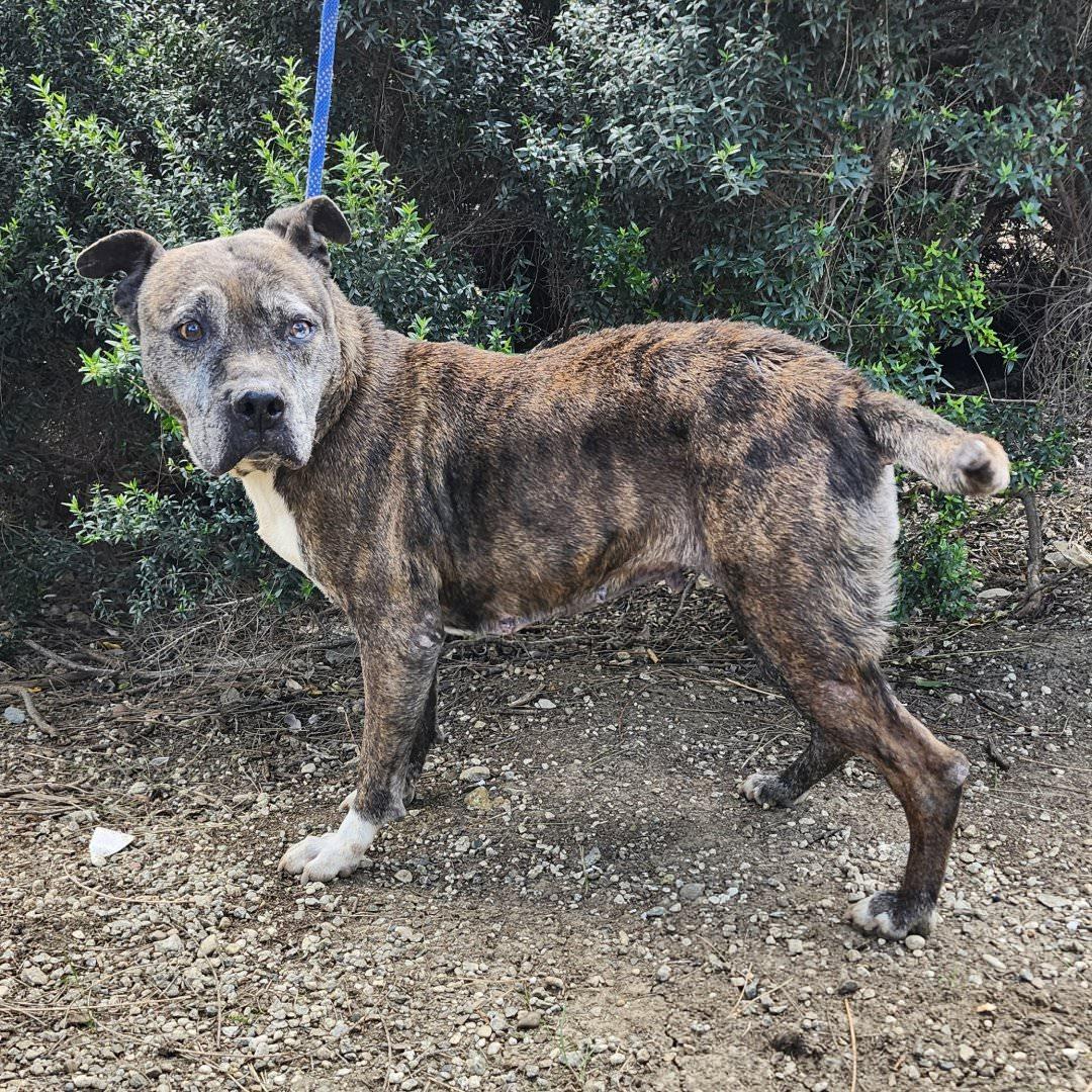 Enlarge Hermione, a ADOPTABLE Pit Bull Terrier in Burbank, CA image 2/6