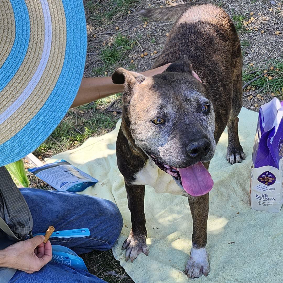 Enlarge Hermione, a ADOPTABLE Pit Bull Terrier in Burbank, CA image 6/6