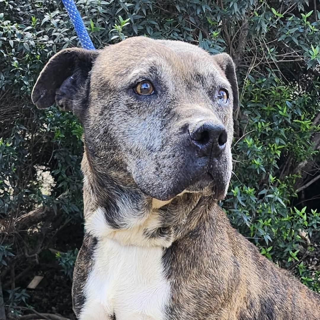 Hermione, ADOPTABLE, Adult Female Pit Bull Terrier.