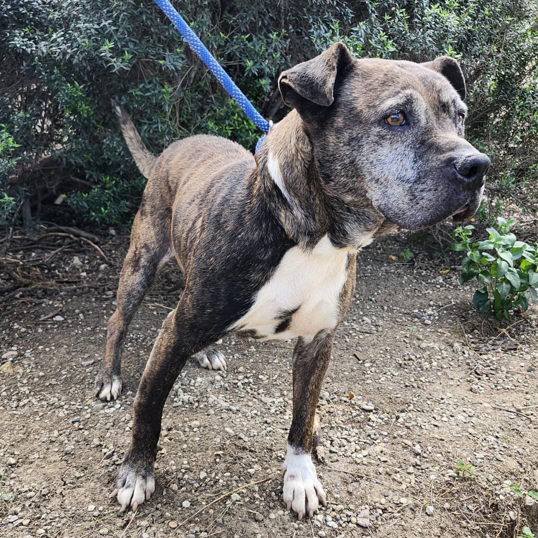 Enlarge Hermione, a ADOPTABLE Pit Bull Terrier in Burbank, CA image 5/6