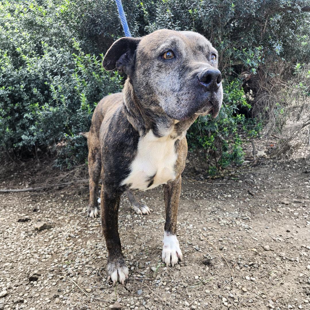 Enlarge Hermione, a ADOPTABLE Pit Bull Terrier in Burbank, CA image 4/6