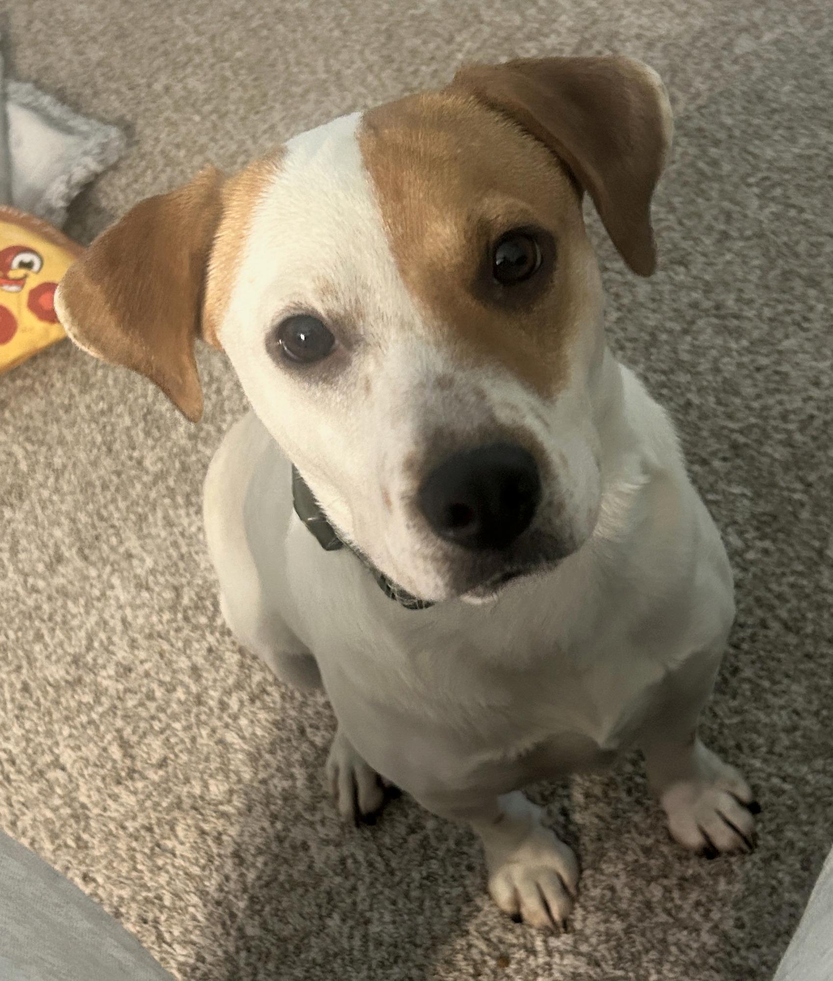 Patches photo