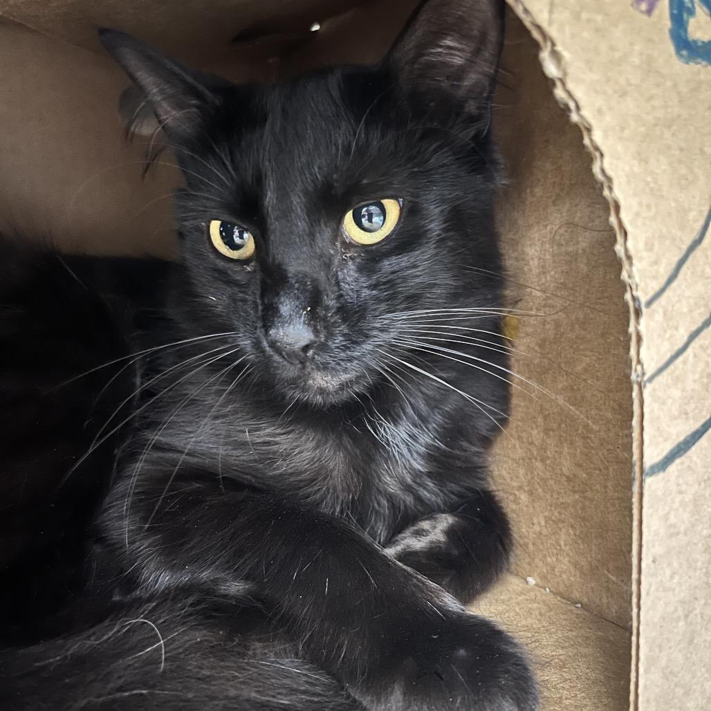 Enlarge Corn Cob, a Adoptable Domestic Short Hair in Novelty, OH image 1/1