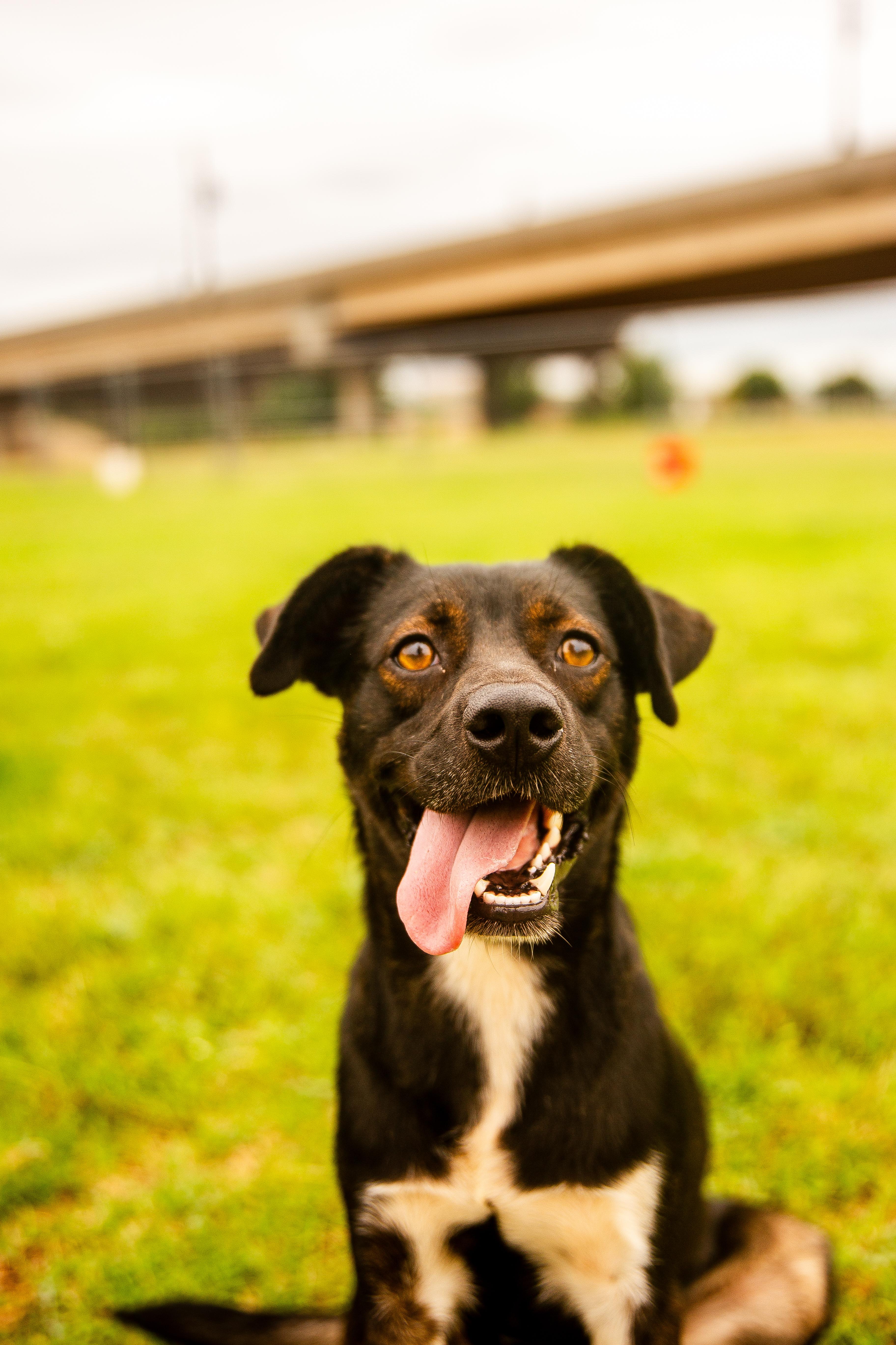 Muffin, an adoptable Mixed Breed in Chickasha, OK image 1/5