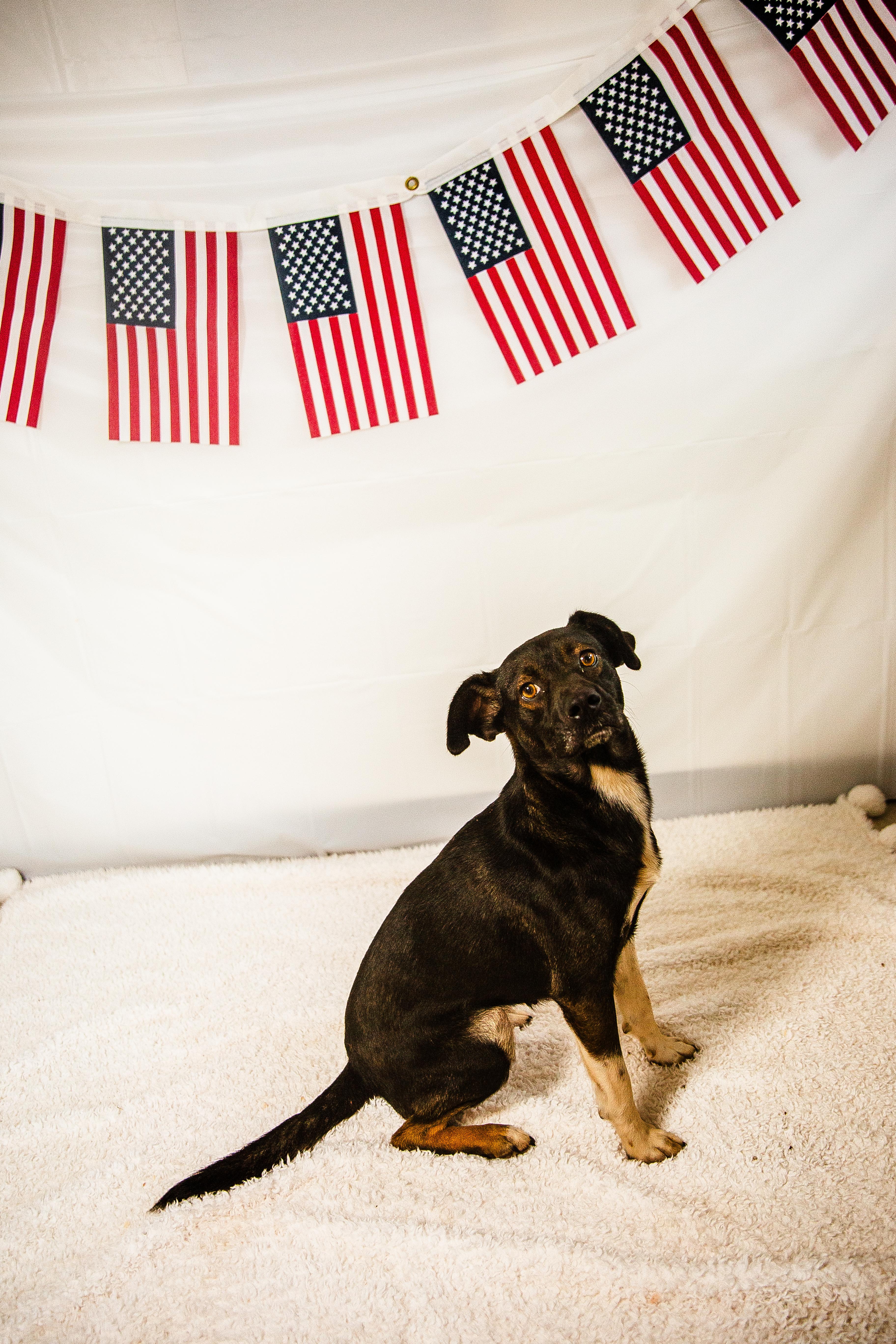 Muffin, an adoptable Mixed Breed in Chickasha, OK image 3/5