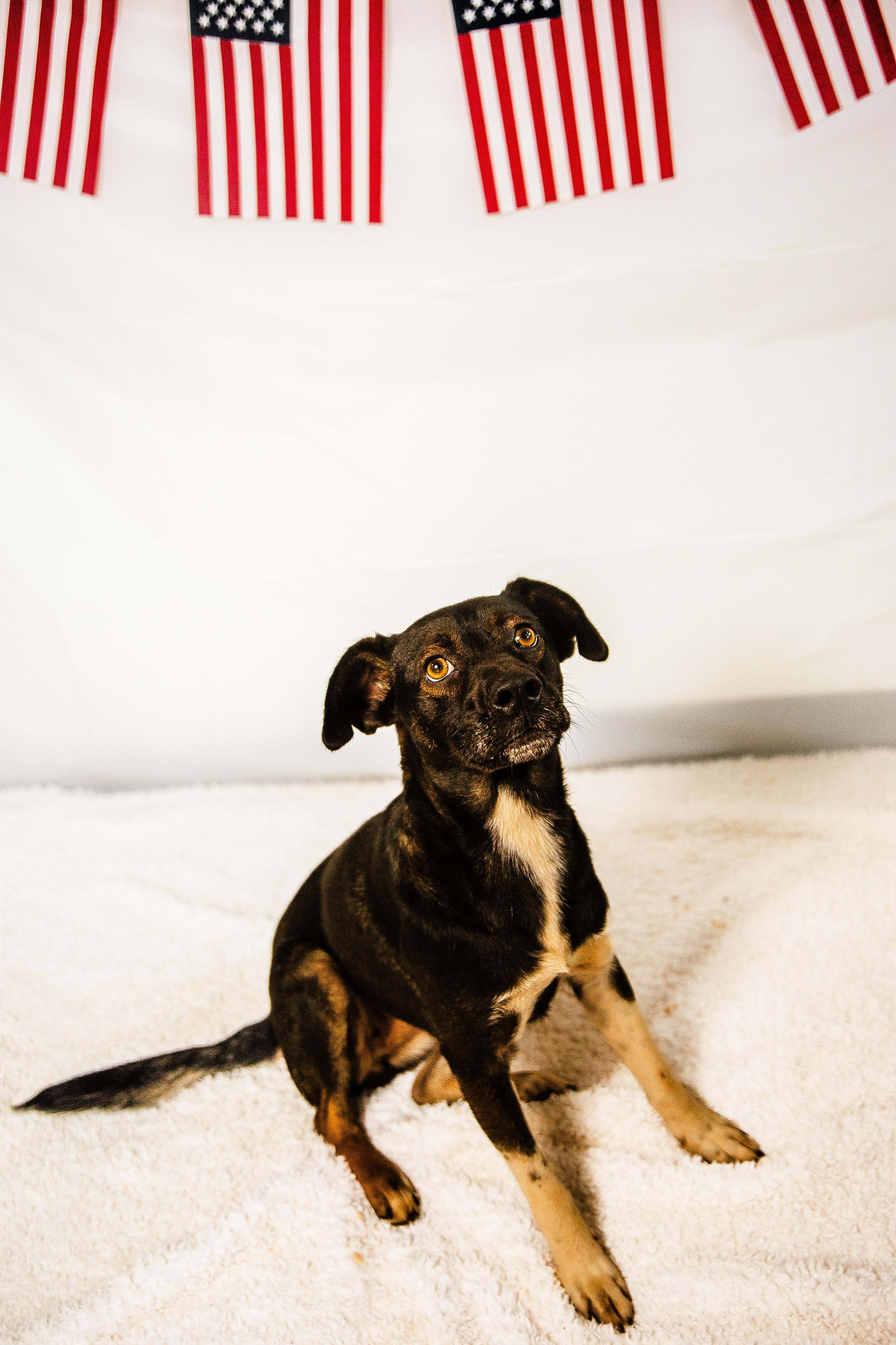 Muffin, an adoptable Mixed Breed in Chickasha, OK image 5/5