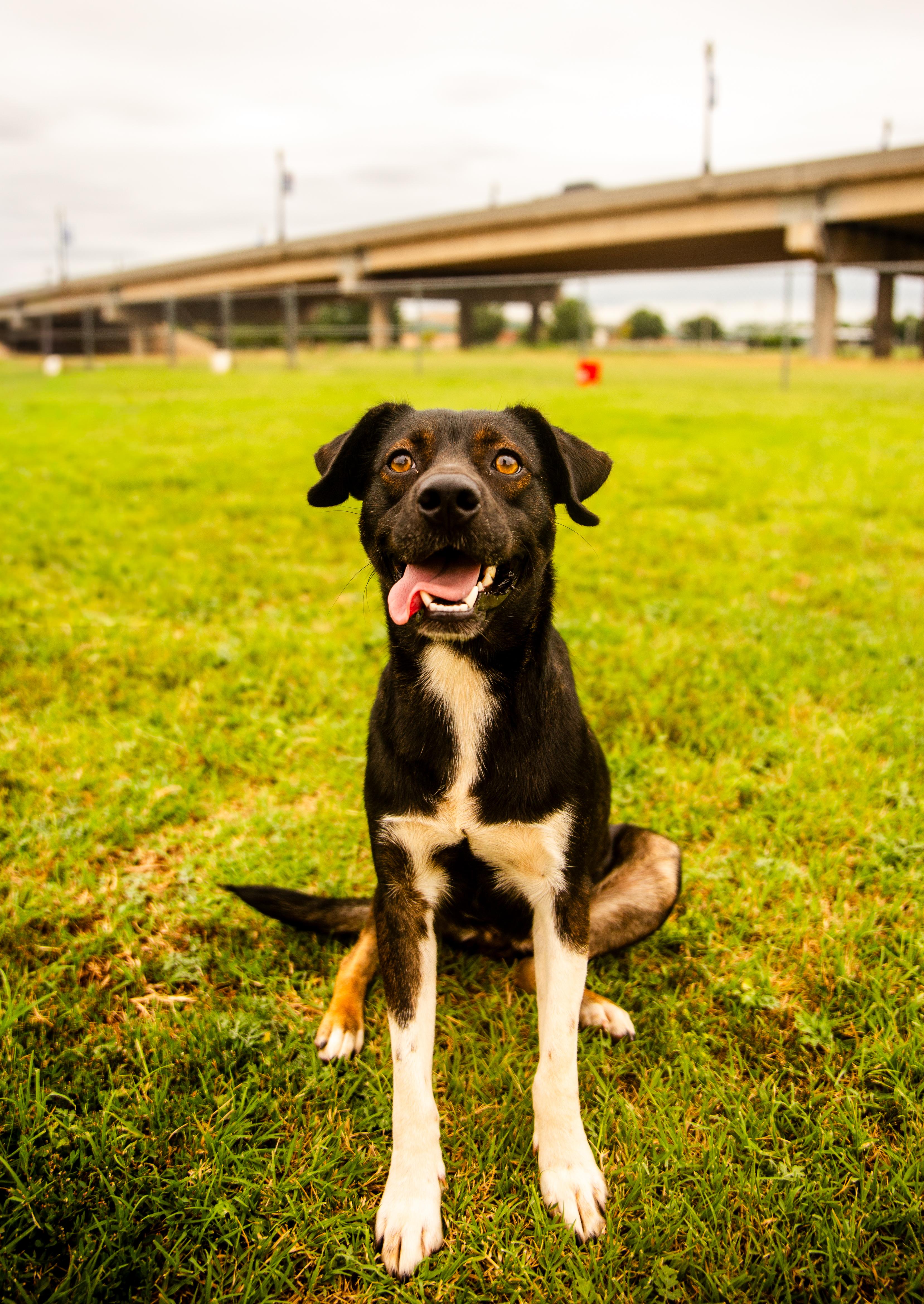 Muffin, an adoptable Mixed Breed in Chickasha, OK image 4/5