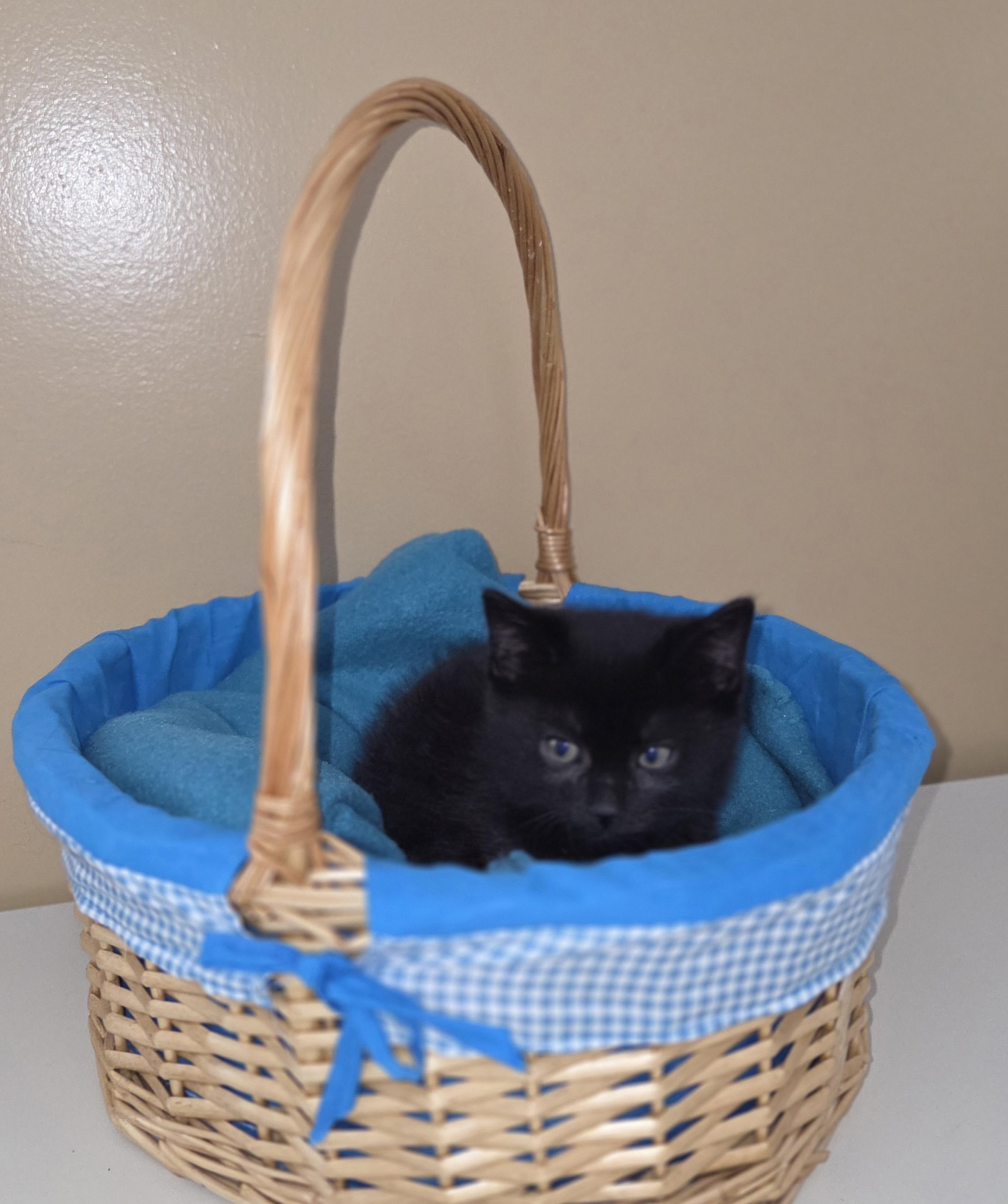 Kaos, ADOPTABLE, Young Male Domestic Short Hair.